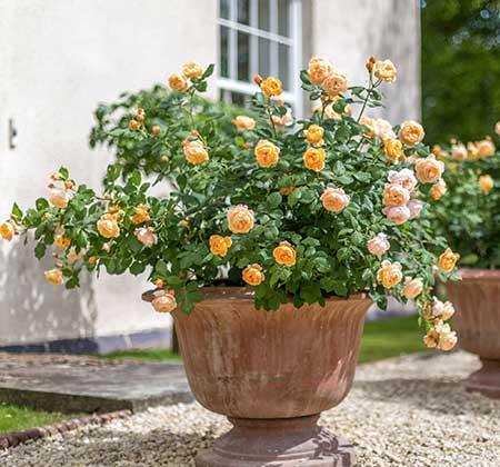 月季树怎么养护