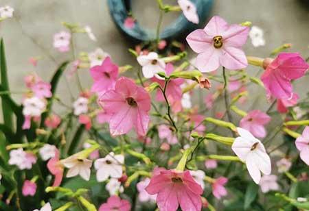 夏季适合养什么花