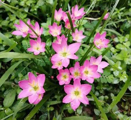 夏季适合养什么花