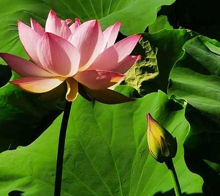 夏季适合养什么花