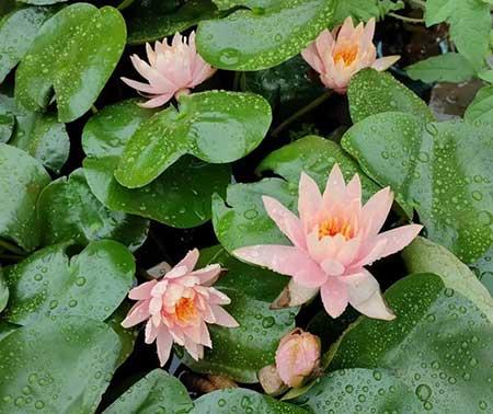 夏季适合养什么花