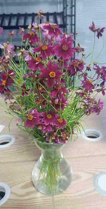 夏季适合养什么花