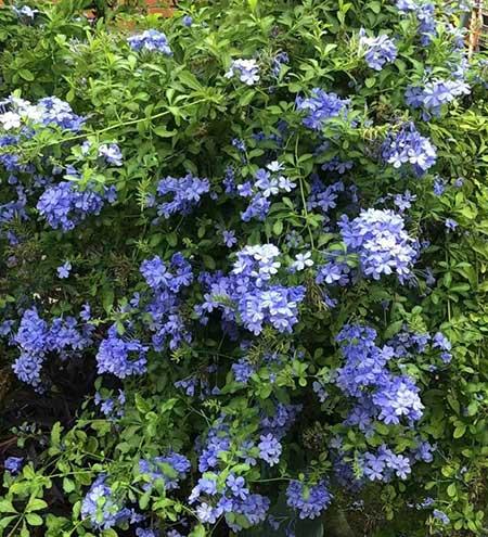 夏季适合养什么花