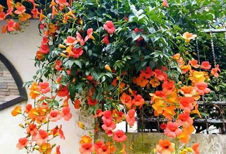 夏季适合养什么花