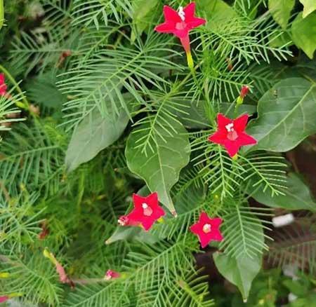 夏季适合养什么花