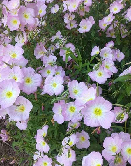 夏季适合养什么花