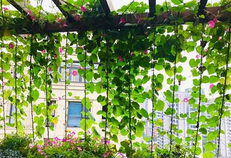 夏季适合养什么花