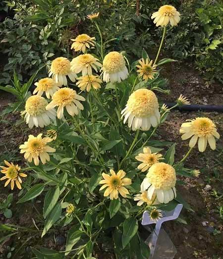 夏季适合养什么花