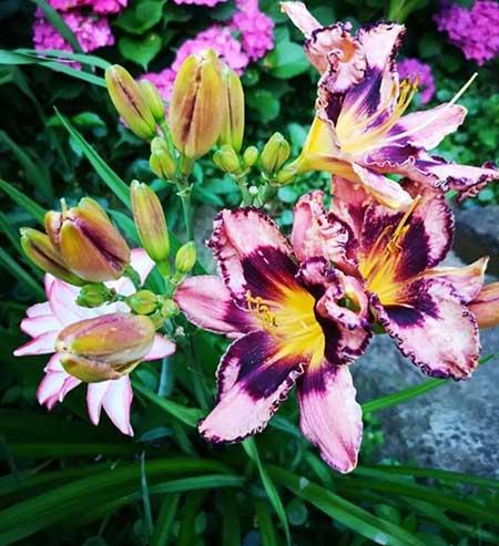 夏季适合养什么花