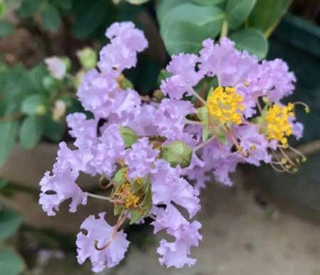 夏季适合养什么花