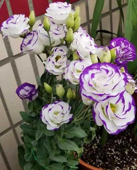 夏季适合养什么花