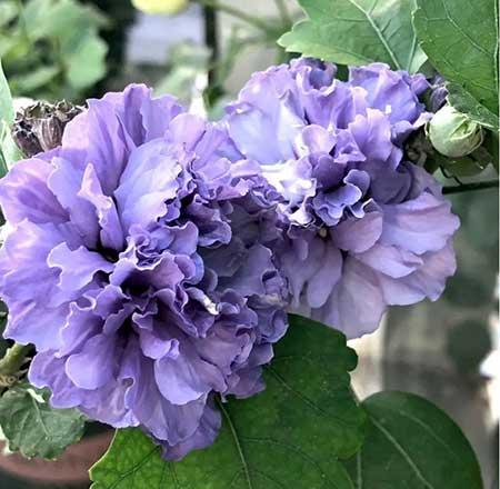 夏季适合养什么花