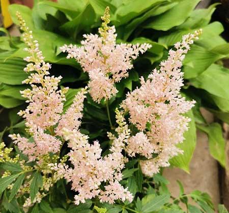 夏季适合养什么花