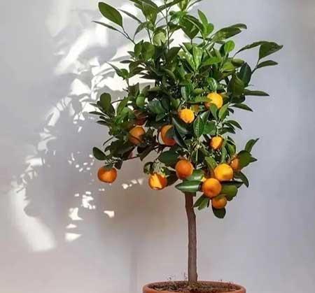 室外阳台养什么花和植物好