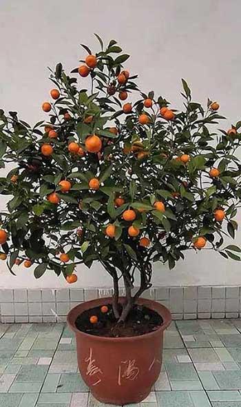 室外阳台养什么花和植物好