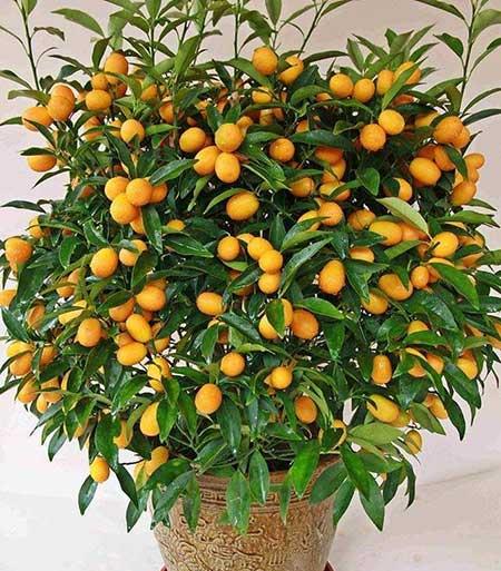 室外阳台养什么花和植物好