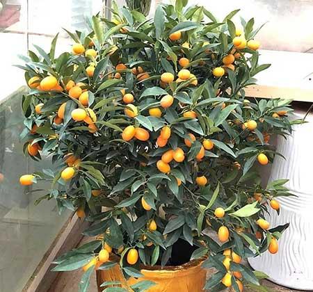 室外阳台养什么花和植物好