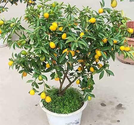 室外阳台养什么花和植物好