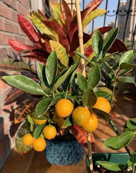 室外阳台养什么花和植物好