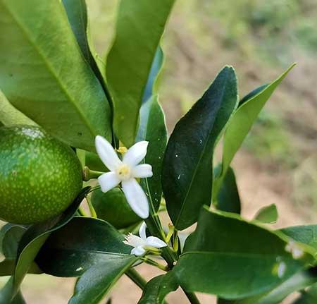 室外阳台养什么花和植物好