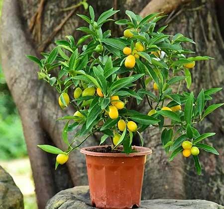 室外阳台养什么花和植物好