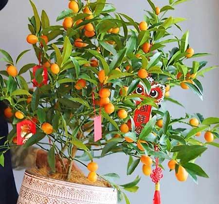 室外阳台养什么花和植物好