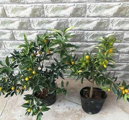 室外阳台养什么花和植物好