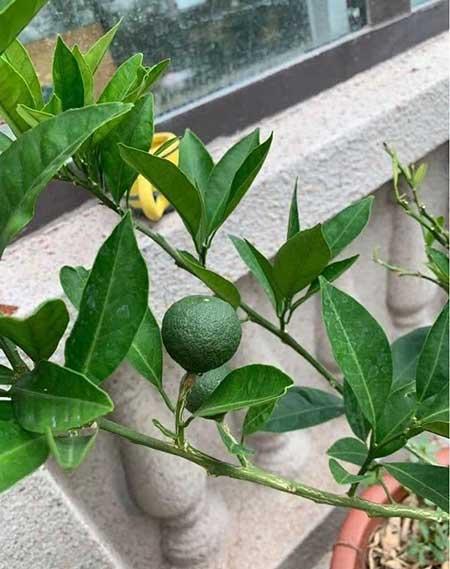 室外阳台养什么花和植物好