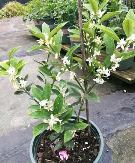 室外阳台养什么花和植物好