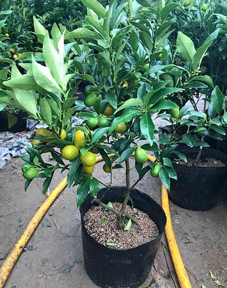 室外阳台养什么花和植物好