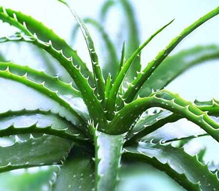 适合卧室养的绿植