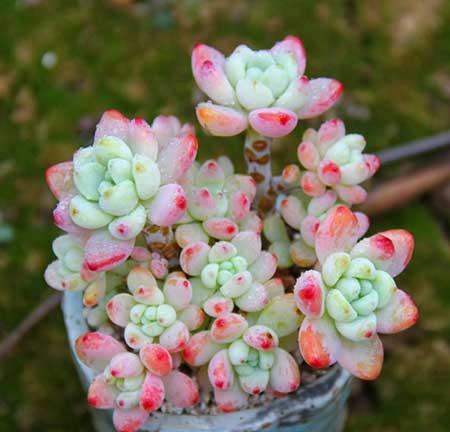 适合卧室养的绿植