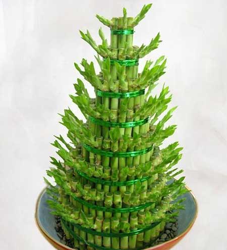 适合卧室养的绿植