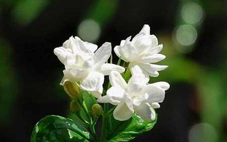 适合卧室养的绿植