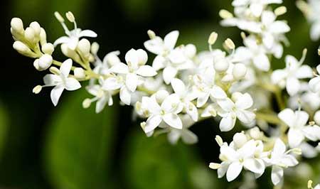 适合卧室养的绿植