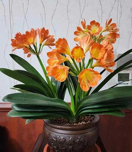 适合家庭室内养的花