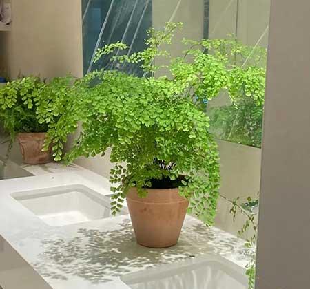 适合家庭室内养的花