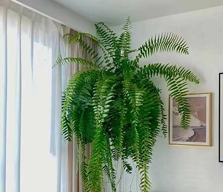 适合家庭室内养的花