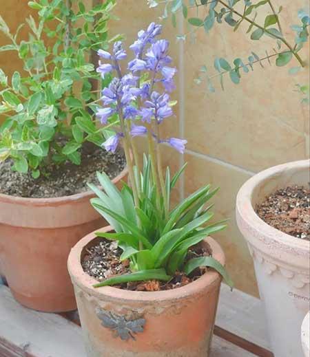 适合家庭室内养的花