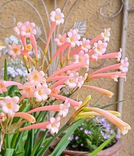 适合家庭室内养的花