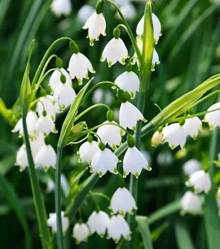 适合家庭室内养的花