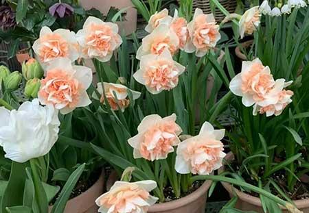 适合家庭室内养的花