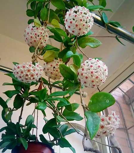 适合家庭室内养的花