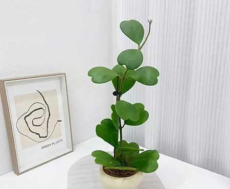 适合家庭室内养的花