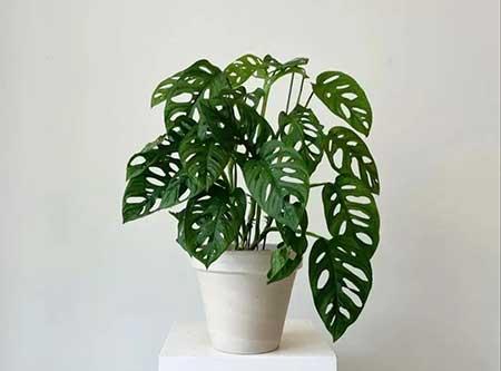 适合家庭室内养的花