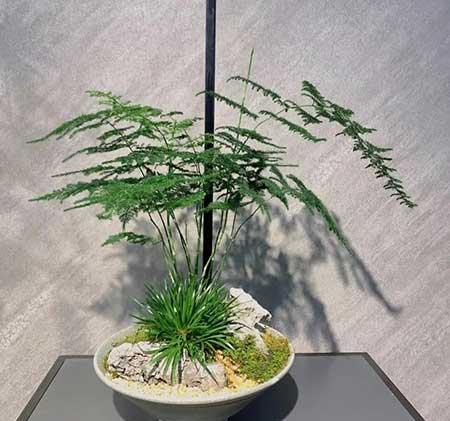 适合家庭室内养的花