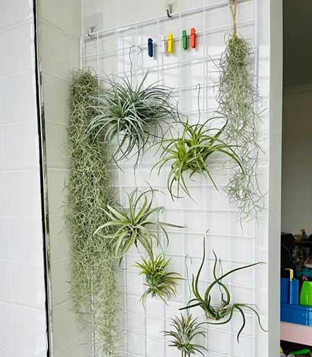 适合家庭室内养的花