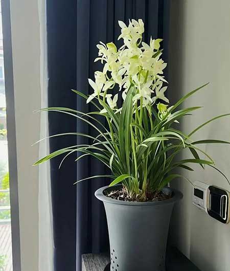 适合家庭室内养的花