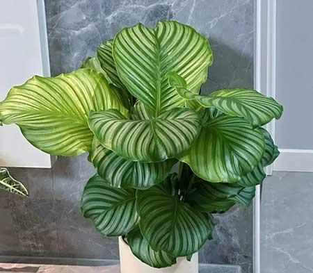 适合家庭室内养的花