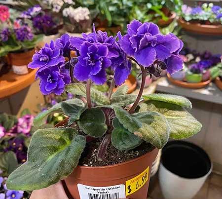 适合家庭室内养的花